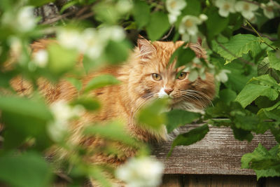 Portrait of a cat