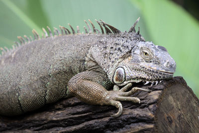 Close-up of a lizard on tree