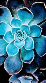 Close-up of blue succulent potted plant