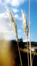 Close-up of wheat growing on field against sky