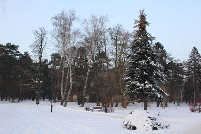 Trees on snow covered landscape