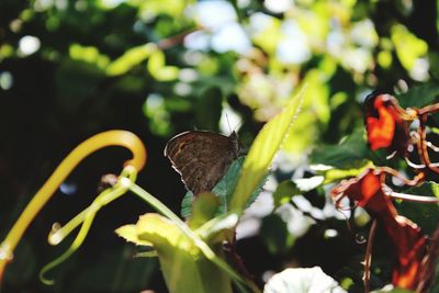 Close-up of butterfly on plant