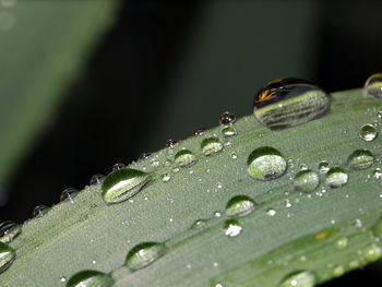 Close-up of water drops on leaves