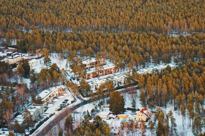 High angle view of pine trees during winter