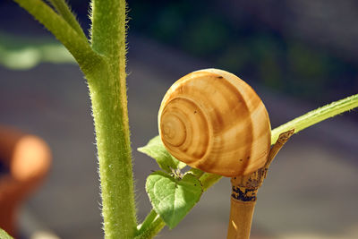 Close-up of snail on plant