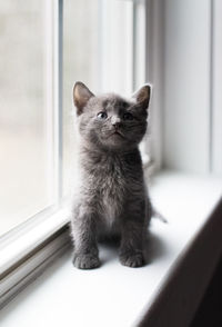 Close up of adorable gray kitten sitting on a window ledge looking up.