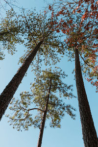 Low angle view of tree against sky during autumn