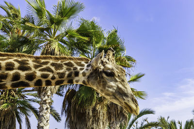 Head of the giraffe on tropical plants and blue sky background