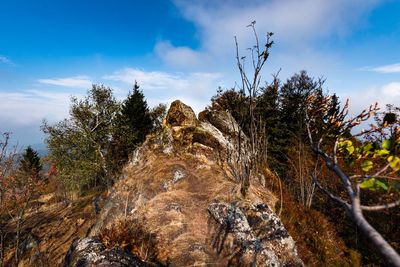 Low angle view of rock formation amidst trees against sky