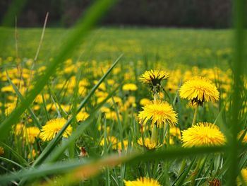 Close-up of yellow flowering plants on field