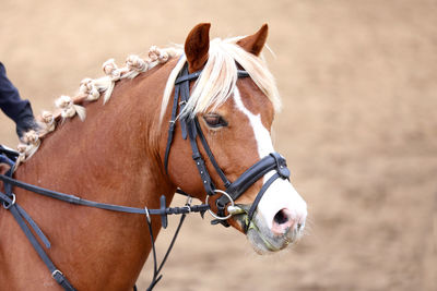 Close-up of horse in ranch