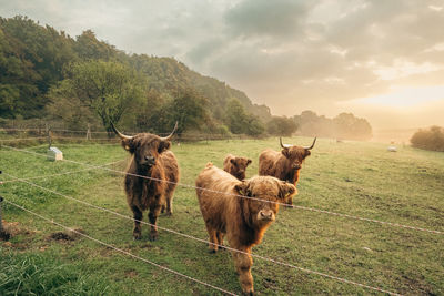 Horses grazing on field against sky