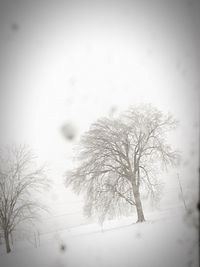 Snow covered trees in winter