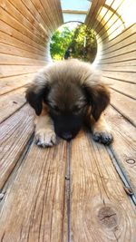 Close-up of dog relaxing on wood