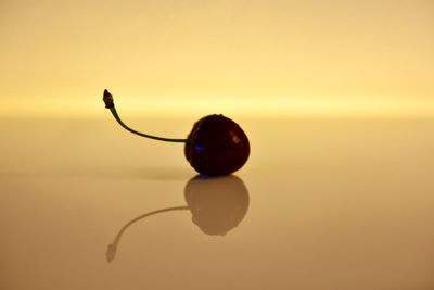 Close-up of cherry friut against white background