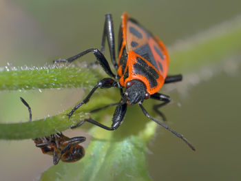 Close-up of insect on leaf