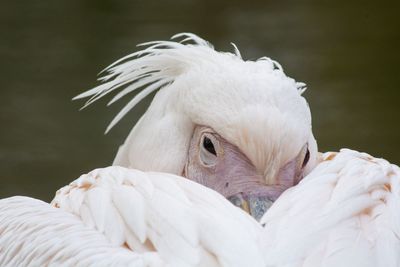 Close-up of white swan