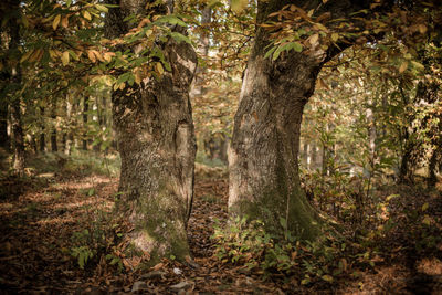 Trees in forest