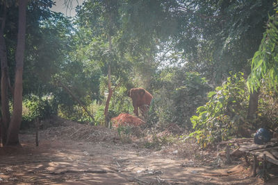 Man amidst trees in park