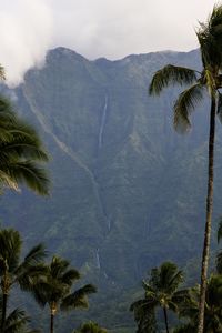 Scenic view of palm trees against sky