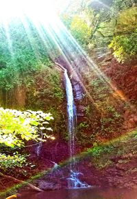 Scenic view of waterfall in forest