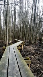 Bare trees in forest