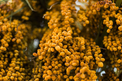 Full frame shot of fresh orange in market