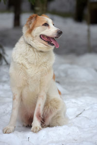 Close-up of a dog looking away