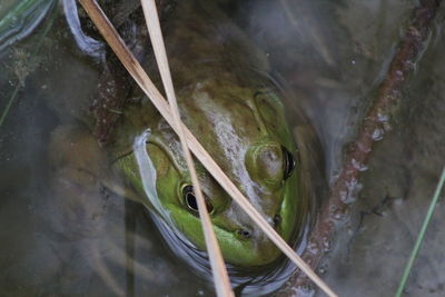 High angle view of frog in water