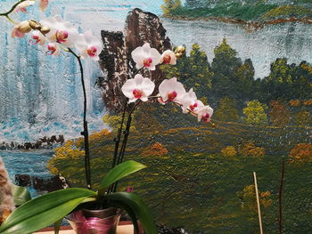 Close-up of pink flowering plant