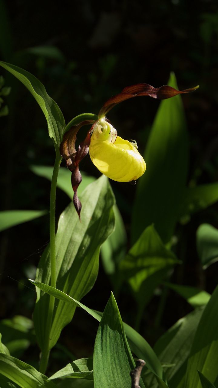 CLOSE-UP OF GREEN PLANT