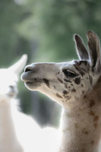 Close-up of a goat