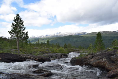 Scenic view of river amidst trees against sky