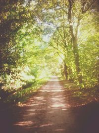 Narrow pathway along trees