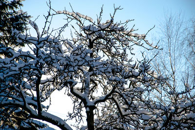 Low angle view of tree against clear sky
