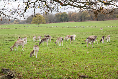 Horses on grassy field