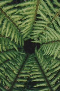 Full frame shot of fern leaves