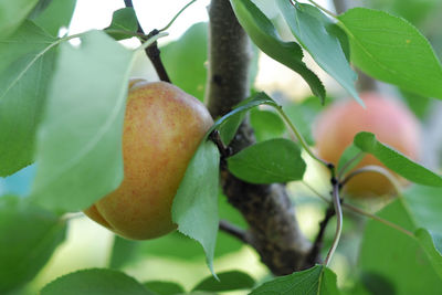 Close-up of fruit growing on tree