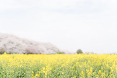 Scenic view of oilseed rape field against sky