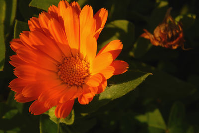 Close-up of orange flower