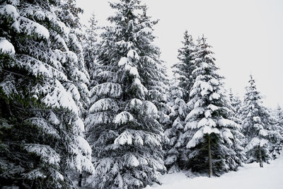 A snowy landscape in belgium, europe