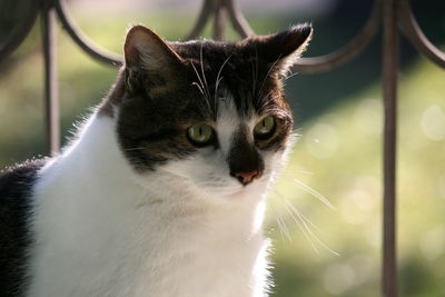 Close-up of cat outdoors