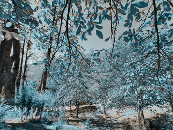 Snow covered plants against trees