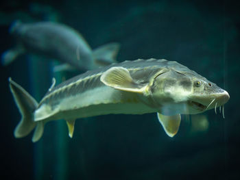 Close up of a sturgeon in aquarium