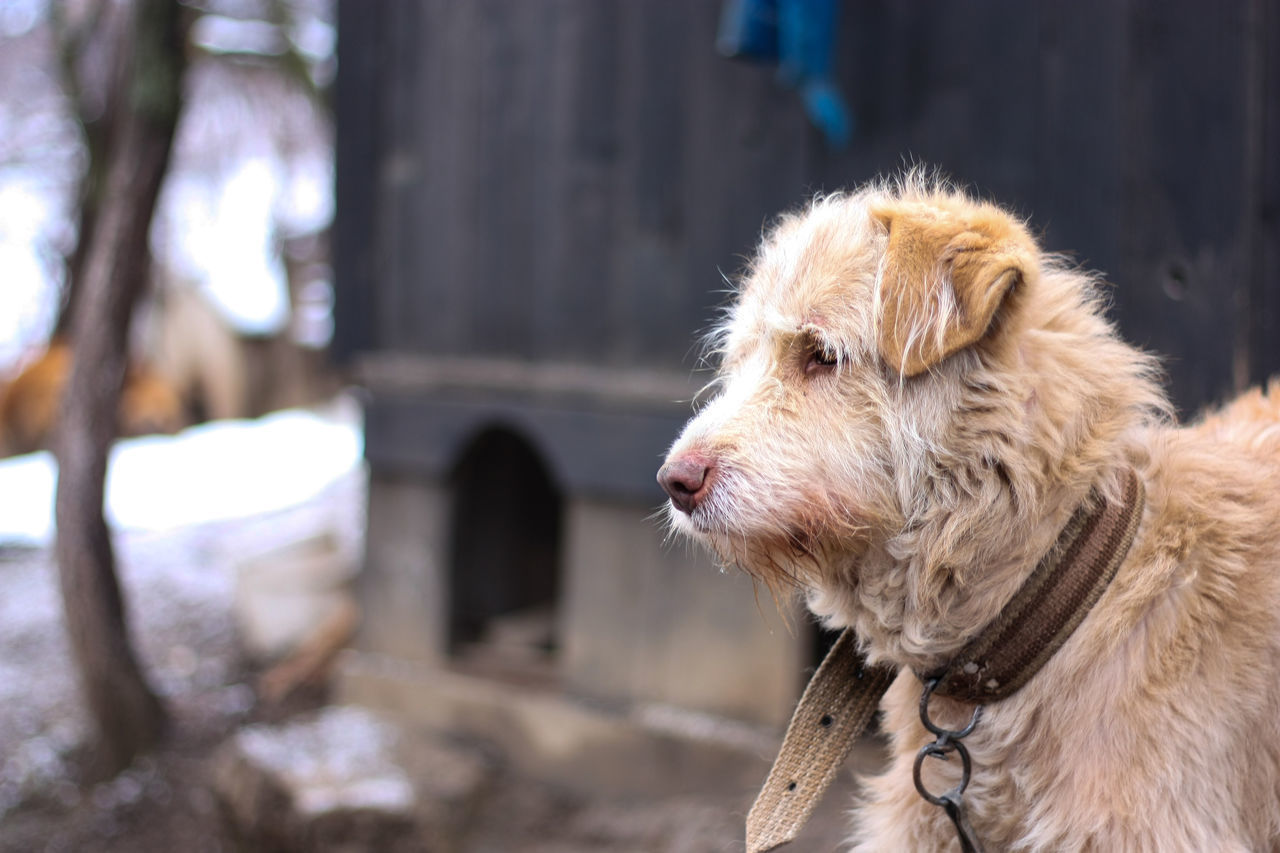 CLOSE-UP OF DOG LOOKING AT CAMERA