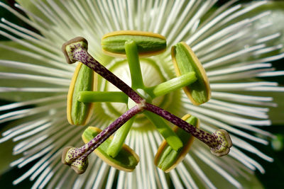 Close-up of green chili peppers