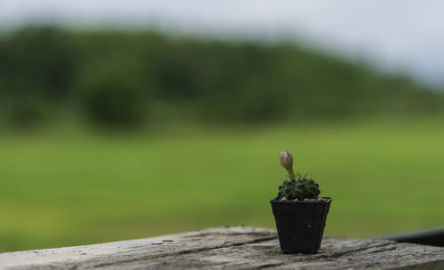 Close-up of small perching on potted plant against wall