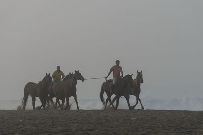 Horse on beach