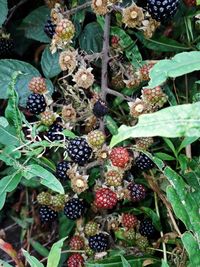 Full frame shot of berries