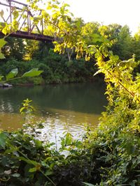 Scenic view of lake